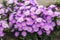 Purple american aster flowers blooming in the garden in autumn