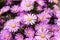 purple american aster flowers blooming in the garden in autumn