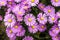 purple american aster flowers blooming in the garden in autumn