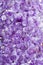 Purple amethyst