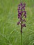 Purple Anacamptis laxiflora wild flower. Aka Loose-flowered or Lax-flowered orchid.