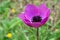 Purple anemone