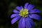 Purple Anemone blanda flower macro