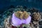 Purple Anemone and False Clownfish