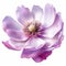 Purple Anemone Flower Vector Illustration - Vicente Romero Redondo Style