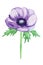 Purple anemone, sketch on a white background. Watercolor illustration, hand-drawn. It`s perfect for greeting cards, wedding