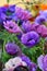 Purple anemones