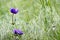 Purple anemones in the field