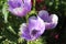 Purple Anemones Flowers in a Garden