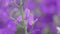 Purple Angelonia flower, close up