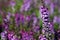 Purple Angelonia flower in garden