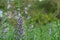 Purple Angelonia goyazensis Benth flower in garden