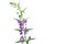 Purple Angelonia goyazensis Benth flower on white background
