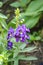Purple Angelonia goyazensis flower in nature garden
