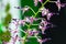 Purple Antelope Dendrobium Orchid, Dendrobium sp., Family Orchidaceae beautiful blossom flower