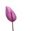 Purple anthurium