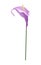 Purple Anthurium Flower or Flamingo Flower on White