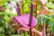 Purple anthurium tropical flower with leaves blurred background
