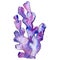Purple aquatic underwater nature coral reef. Isolated illustration element.
