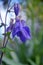 Purple aquilegia close-up. Purple columbine flower