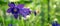Purple Aquilegia flowers on a blurred green background