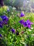 Purple Aquilegia Grannys Bonnet flowers, sunny day