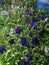 Purple Aquilegia Grannys Bonnet flowers, sunny day