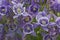 Purple aquileia flowers close-up