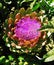Purple Artichoke blossomed Flower