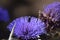 Purple artichoke flower with pollen beetle