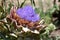 Purple artichoke flower power