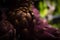 Purple artichoke isolated. Market place. organic diet