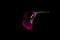 Purple arum lily on a black background