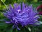 Purple aster