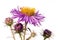 Purple aster