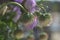 Purple Aster buds close up and sunrays