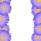 Purple Aster, Daisy Flower Border. Vector Illustration