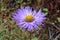 Purple aster flower in Namche Bazaar, Everest Base Camp trek, Nepal