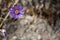 Purple Aster flower on top left with blurred background and copy space