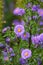 Purple aster flowers growing in a garden amongst greenery in nature during summer. Violet flowering plants beginning to