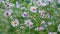 Purple asters on a blurred background.