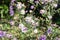 purple asters in the garden with blue sky