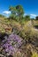 Purple Asters in Northern New Mexico