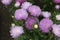 Purple asters are smiling at the sun. Flowers of purple asters on an isolated background