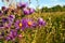 Purple asters wild in field