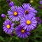 Purple Asters with Yellow Centers