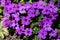 Purple Aubrieta flower with a blurred background