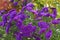 Purple autumn aster flower background