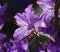 Purple Azaela Flower and Bee