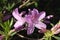 Purple Azalea Blossom